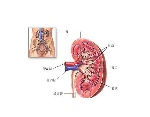 提问:体检有肾囊肿,肾实质内的,做b超和ct能确诊吗